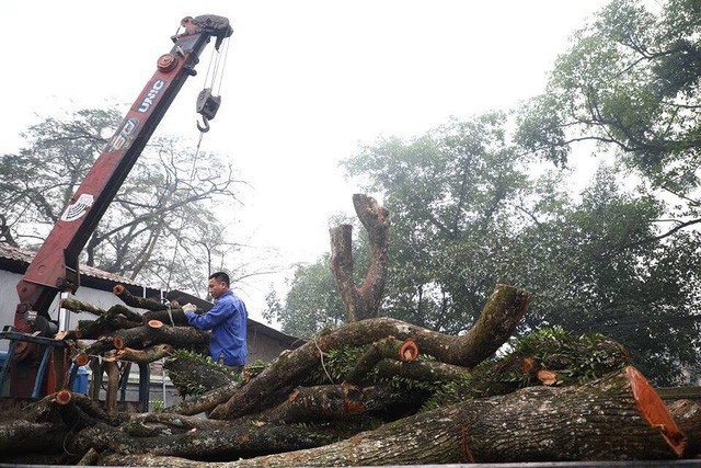 Bao giờ 2 cây gỗ sưa từng được trả giá trăm tỷ ở Hà Nội được bán đấu giá? - Ảnh 1.