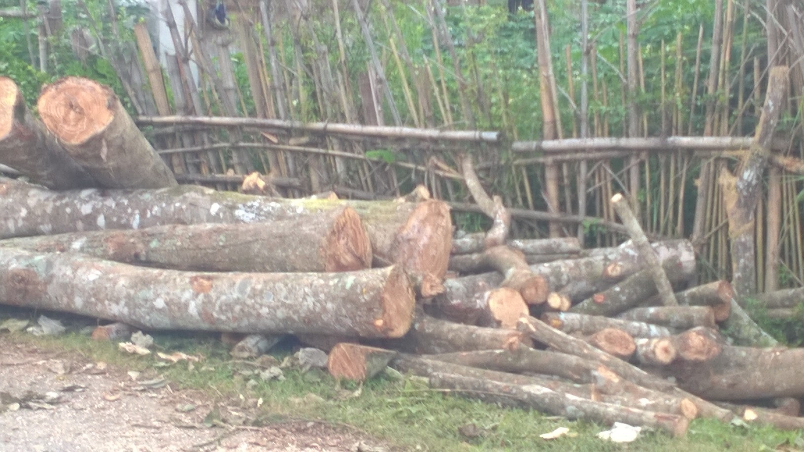 Bất cập trong sử dụng đất tại các nông, lâm trường xứ Thanh: Lãng phí tài nguyên, đi ngược kỳ vọng - Ảnh 2. Bất cập trong sử dụng đất tại các nông, lâm trường xứ Thanh: Lãng phí tài nguyên, đi ngược kỳ vọng - Ảnh 2.