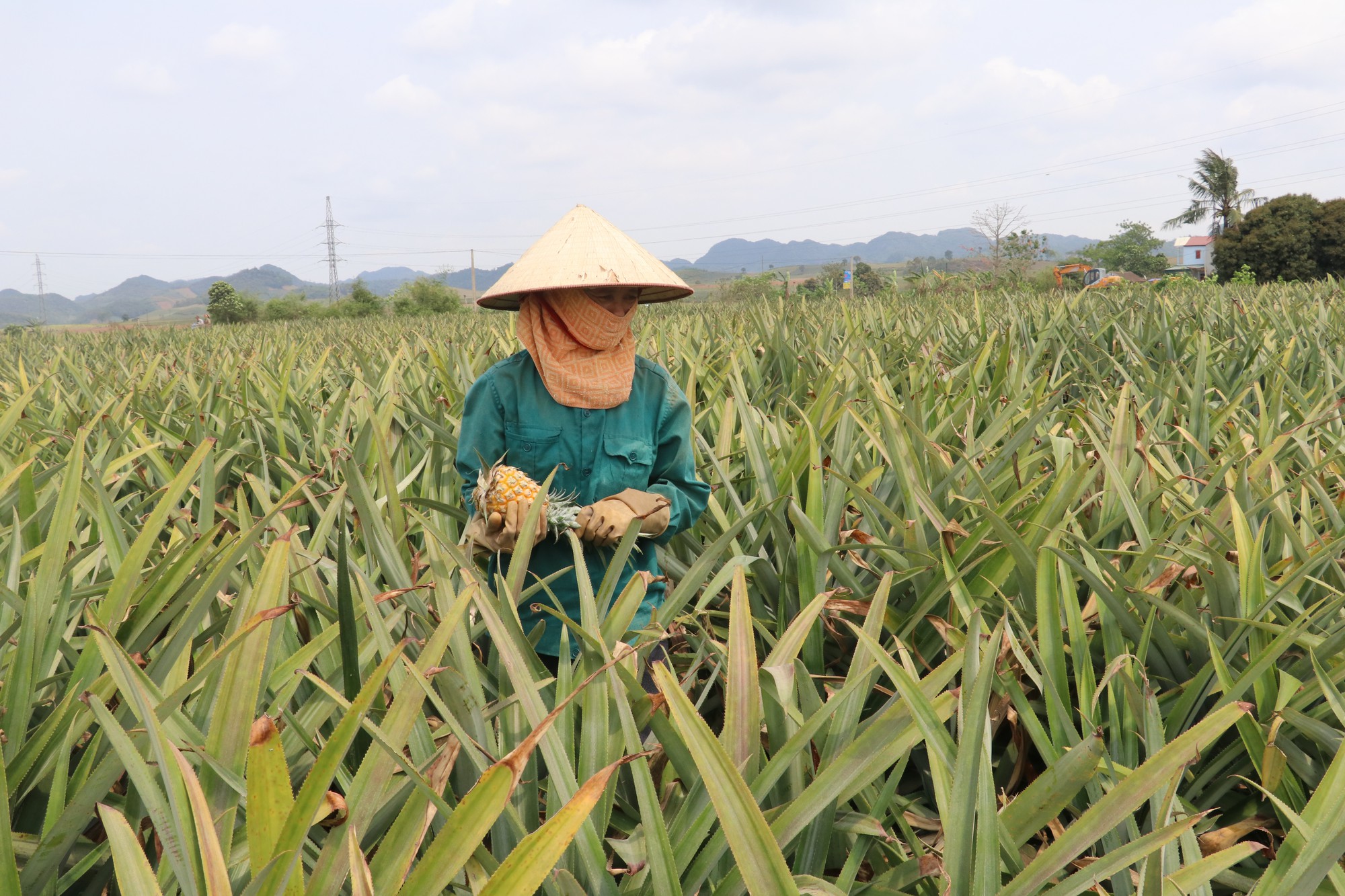 Bất cập trong sử dụng đất tại các nông, lâm trường xứ Thanh: Lãng phí tài nguyên, đi ngược kỳ vọng - Ảnh 1. Bất cập trong sử dụng đất tại các nông, lâm trường xứ Thanh: Lãng phí tài nguyên, đi ngược kỳ vọng - Ảnh 1.