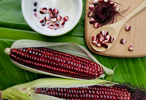 30.000 đồng một bắp ngô đỏ có thể ăn sống - Ảnh 1. 30.000 đồng một bắp ngô đỏ có thể ăn sống - Ảnh 1.