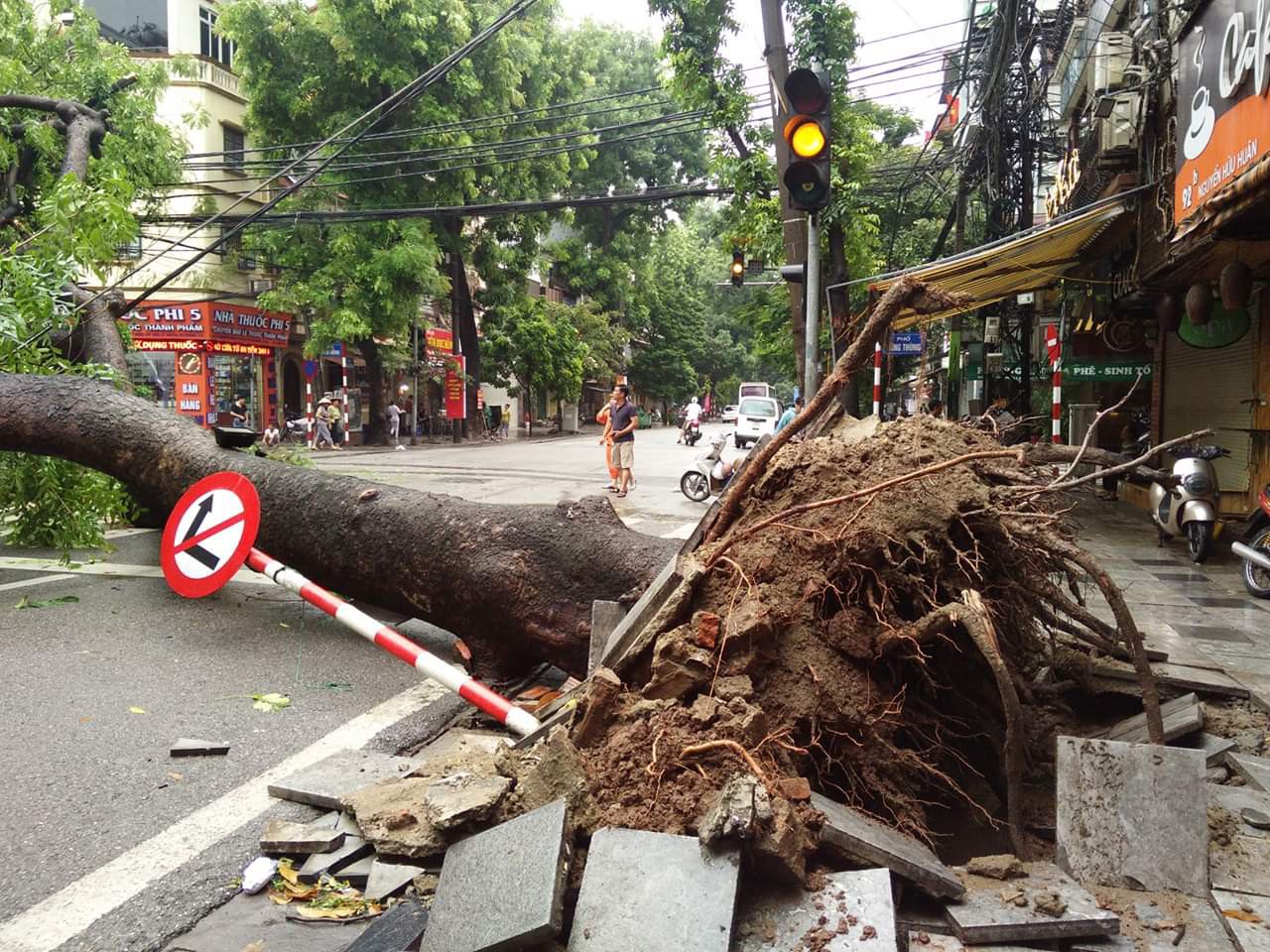 Hà Nội: Dân hốt hoảng vì cây xà cừ cổ thụ bật gốc, cành đập vào 4 ...