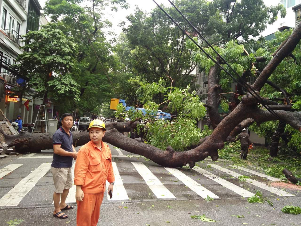 Hà Nội: Dân hốt hoảng vì cây xà cừ cổ thụ bật gốc, cành đập vào 4 ...