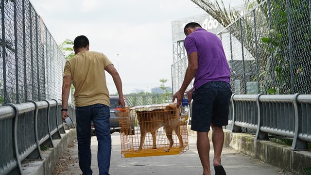 Giống chó Shiba được chọn đóng cậu Vàng: Ăn cá hồi, ngủ điều hòa, giá nghìn USD - Ảnh 9.