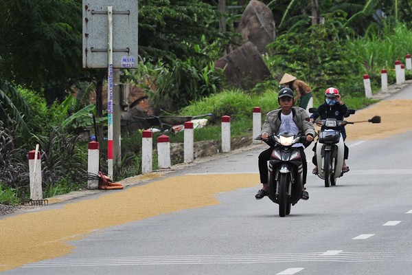 Tiềm ẩn nhiều rủi ro với những điểm phơi thóc trên đường quốc lộ - Ảnh 4.