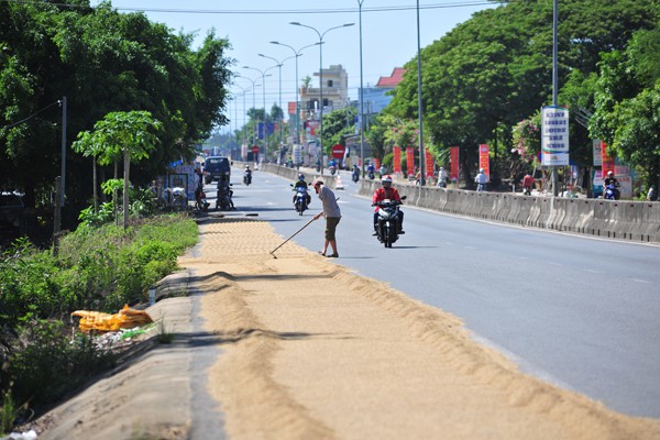 Tiềm ẩn nhiều rủi ro với những điểm phơi thóc trên đường quốc lộ - Ảnh 3.