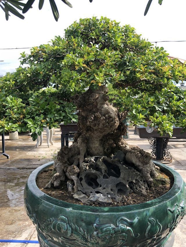 Mãn nhãn với cây ngâu bonsai cổ thụ trị giá hàng tỷ đồng - Ảnh 1.