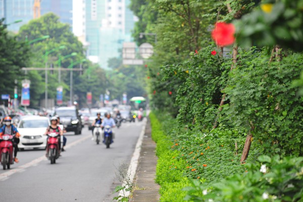 Nhiều đường phố Hà Nội như được khoác áo mới vì được phủ xanh dải phân cách - Ảnh 3.