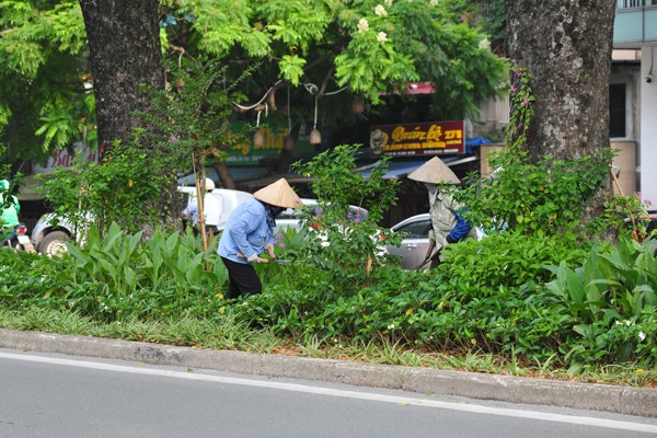 Nhiều đường phố Hà Nội như được khoác áo mới vì được phủ xanh dải phân cách - Ảnh 6.