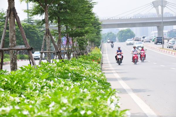 Nhiều đường phố Hà Nội như được khoác áo mới vì được phủ xanh dải phân cách - Ảnh 9.