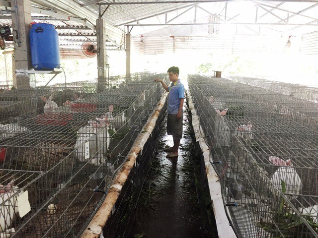 Vớt lục bình trên sông nuôi thỏ, bỏ túi 60 triệu đồng/tháng - Ảnh 2. Vớt lục bình trên sông nuôi thỏ, bỏ túi 60 triệu đồng/tháng - Ảnh 2.