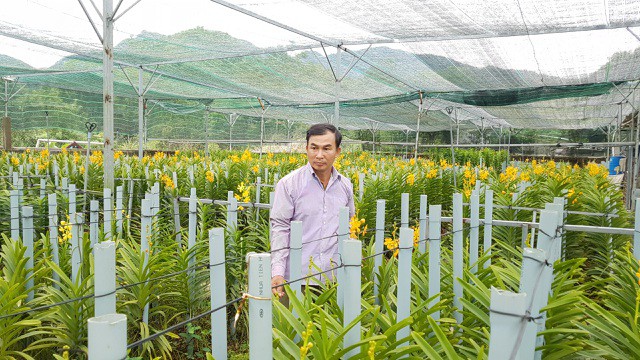 Vườn lan Mokara ở trên núi mang lại 30 triệu đồng/tháng cho anh nông dân Đà thành - Ảnh 3. Vườn lan Mokara ở trên núi mang lại 30 triệu đồng/tháng cho anh nông dân Đà thành - Ảnh 3.