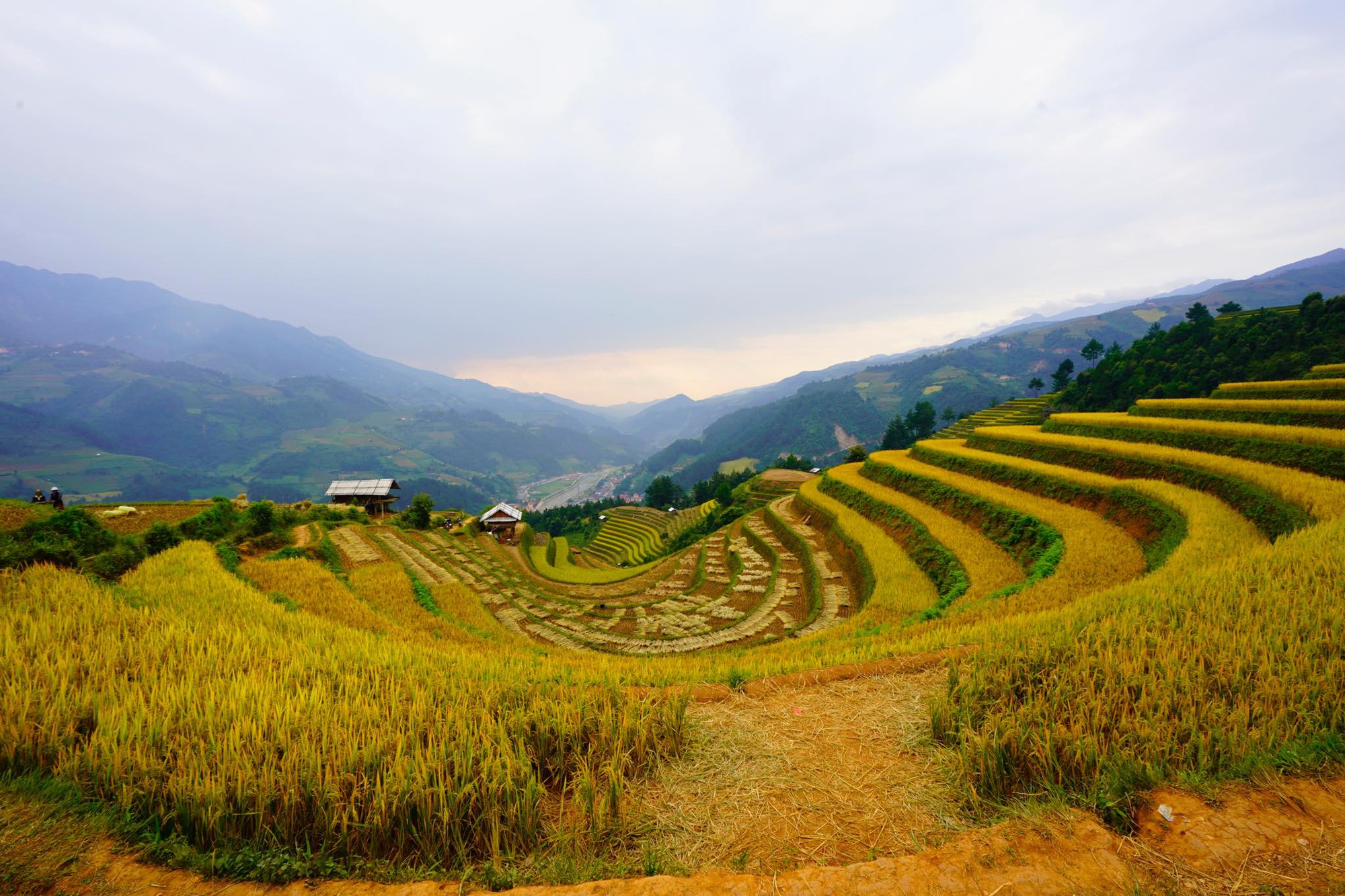 Ngắm mùa vàng rực rỡ vùng cao Mù Cang Chải - Ảnh 7. Ngắm mùa vàng rực rỡ vùng cao Mù Cang Chải - Ảnh 7.