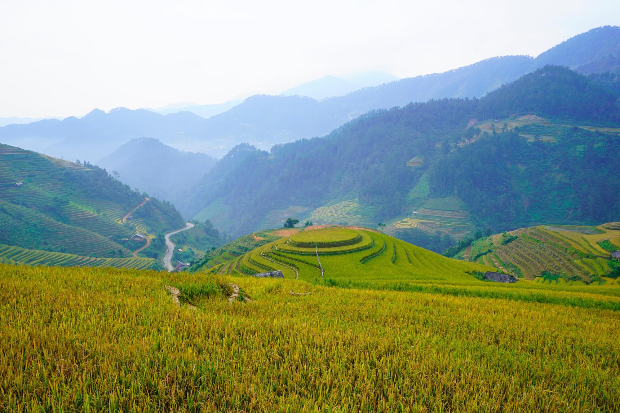Ngắm mùa vàng rực rỡ vùng cao Mù Cang Chải - Ảnh 8. Ngắm mùa vàng rực rỡ vùng cao Mù Cang Chải - Ảnh 8.