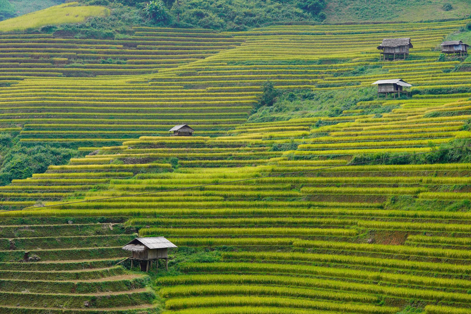 Ngắm mùa vàng rực rỡ vùng cao Mù Cang Chải - Ảnh 4. Ngắm mùa vàng rực rỡ vùng cao Mù Cang Chải - Ảnh 4.