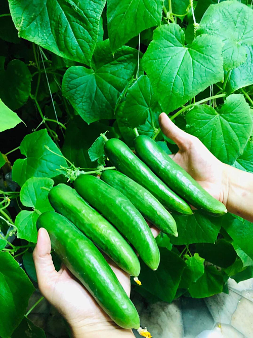 Mẹ Sài Gòn trồng 5 gốc dưa thu hoạch hơn 30 kg - Ảnh 3.