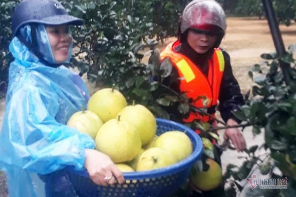 1.200 ha bưởi Phúc Trạch ngập lũ, xót xa trăm tỷ dần thối rụng - Ảnh 6.