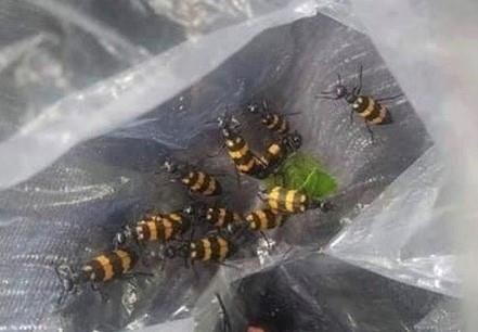 Đổ xô bắt bọ 3 sọc để bán giá gần 2 triệu/kg - Ảnh 2. Đổ xô bắt bọ 3 sọc để bán giá gần 2 triệu/kg - Ảnh 2.