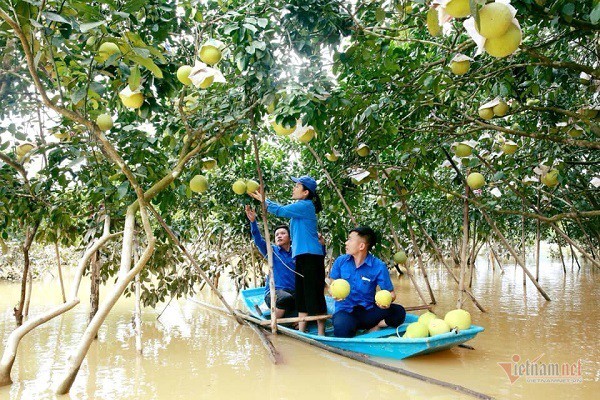 Một ngày bán vạn quả bưởi, cán bộ Hà Tĩnh mướt mồ hôi làm shiper - Ảnh 6.