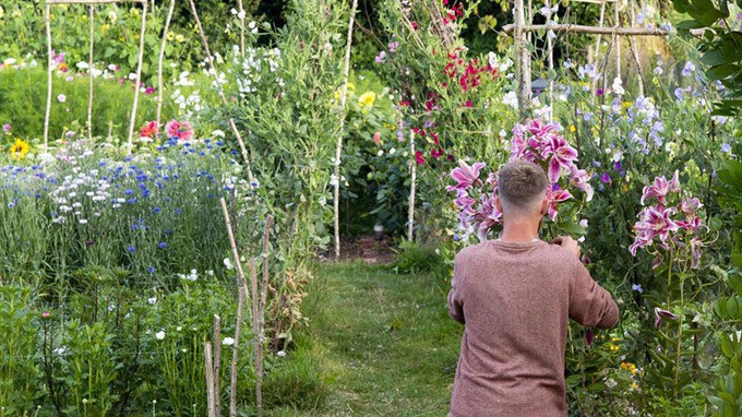 Khu vườn rực rỡ của cặp vợ chồng tự trồng hoa cho đám cưới - Ảnh 3. Khu vườn rực rỡ của cặp vợ chồng tự trồng hoa cho đám cưới - Ảnh 3.