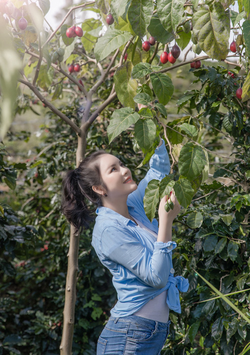 Lý Nhã Kỳ thu hoạch cà chua - Ảnh 1.