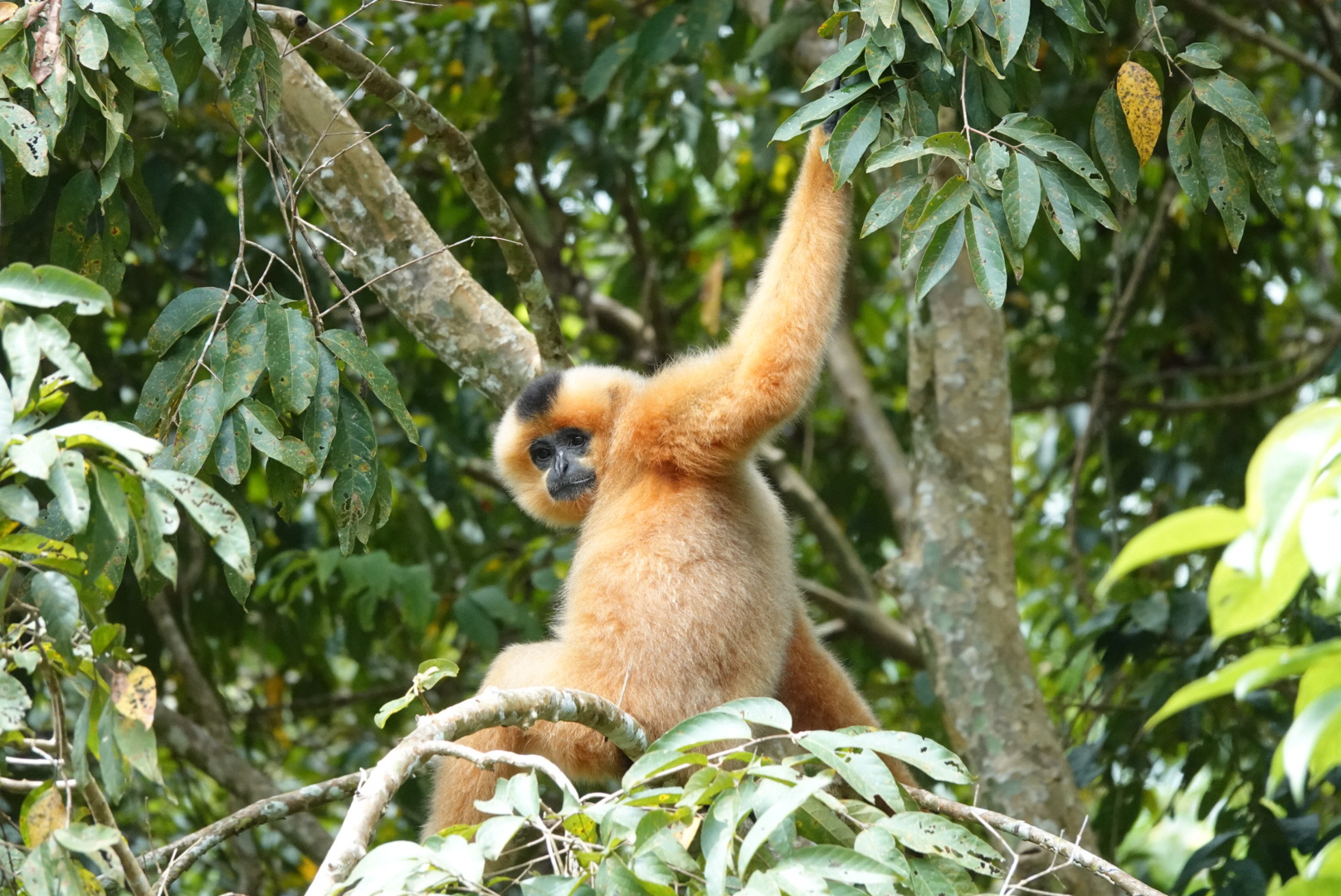 Vườn Quốc Cât Tiên Vườn Quốc Cât Tiên