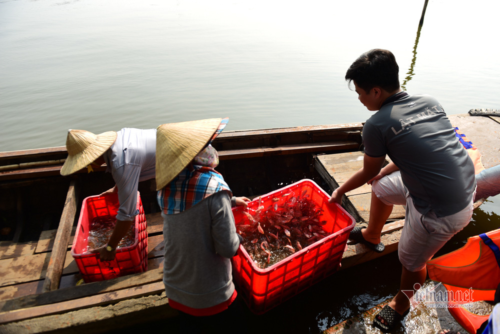 Né quân chích điện, thuê ghe ra giữa sông thả tạ cá ngày ông Công ông Táo - Ảnh 15. Né quân chích điện, thuê ghe ra giữa sông thả tạ cá ngày ông Công ông Táo - Ảnh 15.