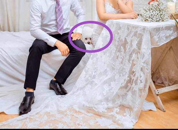 Bật cười vì biểu cảm thảng thốt của chú chó cưng khi bị bắt chia ly với cô chủ trên sân khấu đám cưới - Ảnh 4.