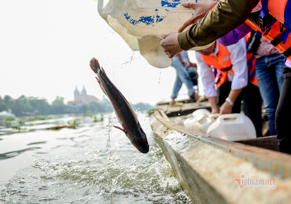 Né quân chích điện, thuê ghe ra giữa sông thả tạ cá ngày ông Công ông Táo - Ảnh 8. Né quân chích điện, thuê ghe ra giữa sông thả tạ cá ngày ông Công ông Táo - Ảnh 8.