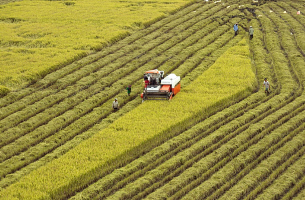  Hoàn thiện Đề án xây dựng Hệ thống cơ sở dữ liệu liên ngành về Đồng bằng sông Cửu Long  - Ảnh 1.