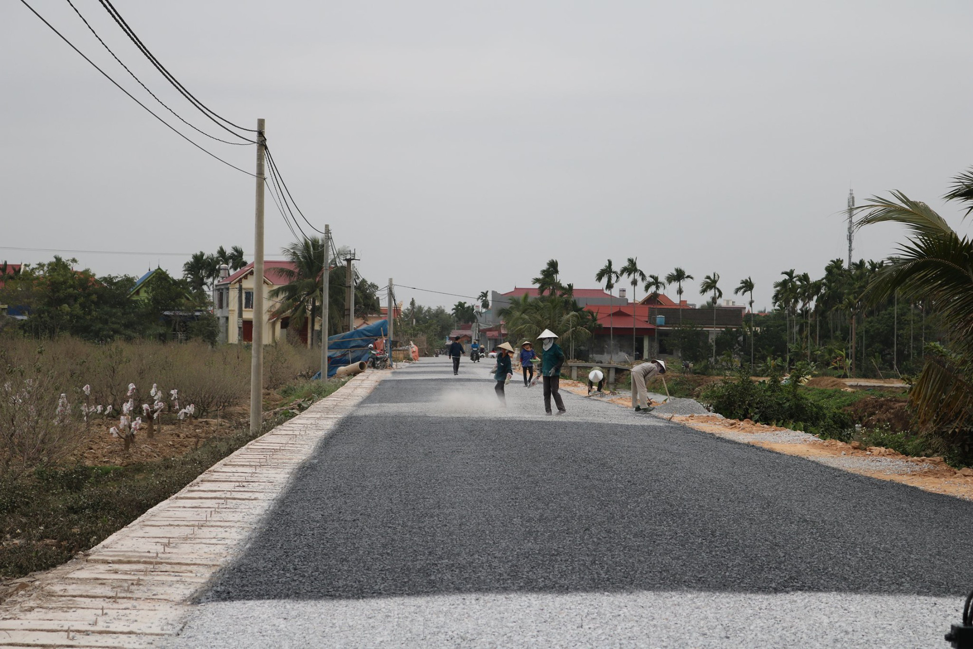 Đơn vị thi công đường chi trả hỗ trợ cho hơn nghìn gốc đào ở Kiến Thụy, Hải Phòng bị bụi phủ trắng - Ảnh 5. Đơn vị thi công đường chi trả hỗ trợ cho hơn nghìn gốc đào ở Kiến Thụy, Hải Phòng bị bụi phủ trắng - Ảnh 5.