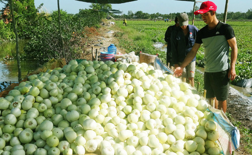 Kiếm đậm từ trồng dưa hoàng kim - Ảnh 2. Kiếm đậm từ trồng dưa hoàng kim - Ảnh 2.