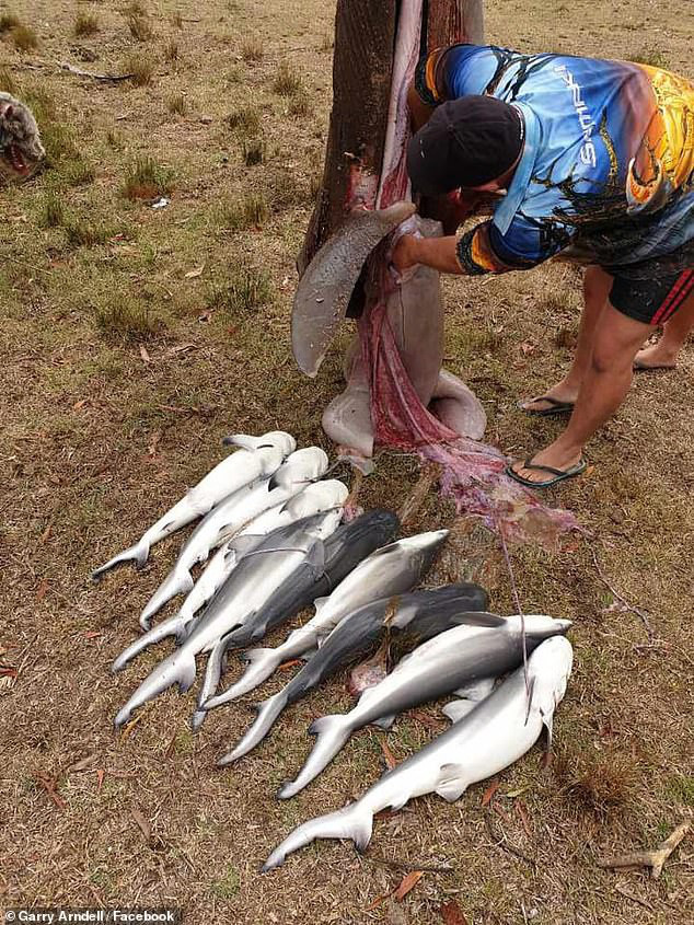 Bắt được cá mập bò trên sông, bất ngờ phát hiện 9 cá con trong bụng - Ảnh 3.