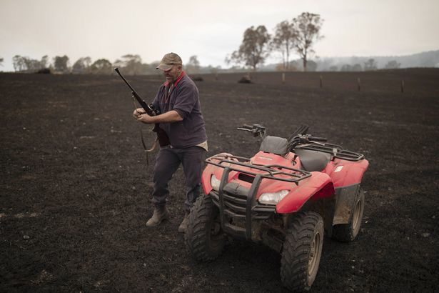Xót xa nông dân Úc tự tay bắn chết bò bị bỏng nặng do cháy rừng - Ảnh 3.