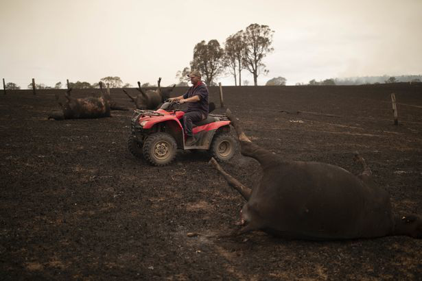 Xót xa nông dân Úc tự tay bắn chết bò bị bỏng nặng do cháy rừng - Ảnh 4.