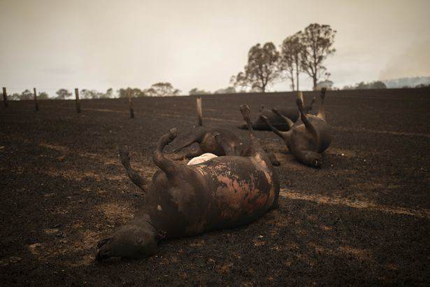 Xót xa nông dân Úc tự tay bắn chết bò bị bỏng nặng do cháy rừng - Ảnh 5.