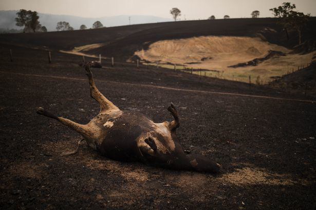 Xót xa nông dân Úc tự tay bắn chết bò bị bỏng nặng do cháy rừng - Ảnh 6.