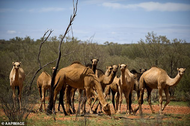 Úc giết 10.000 lạc đà vì uống quá nhiều nước - Ảnh 1.