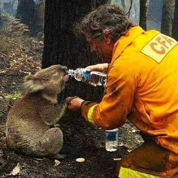 Hình ảnh xúc động không thể bỏ qua trong thảm họa cháy rừng ở Úc - Ảnh 6.