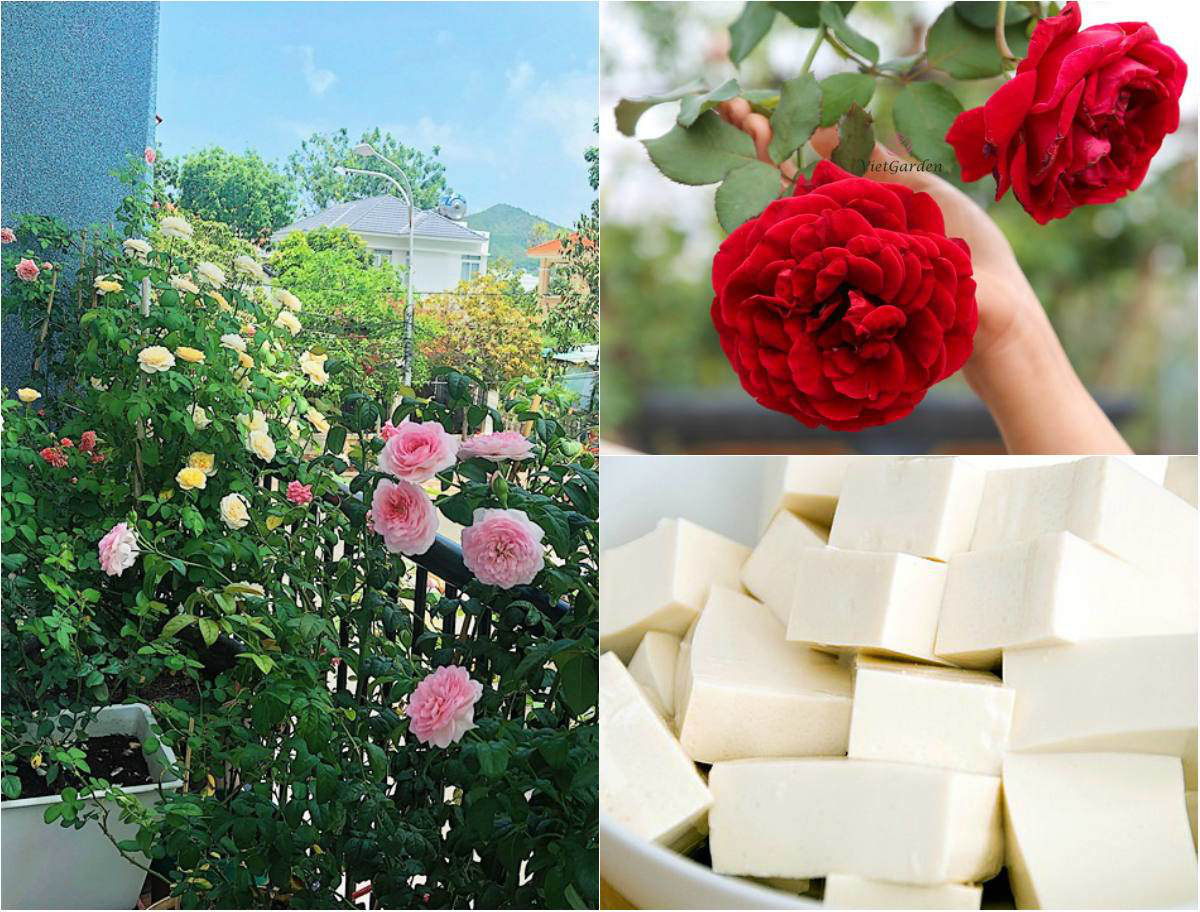 Không cần tốn tiền đi mua phân bón, vườn cây của bạn sẽ tốt vù vù với những thực phẩm bỏ đi trong nhà bếp này - Ảnh 3. Không cần tốn tiền đi mua phân bón, vườn cây của bạn sẽ tốt vù vù với những thực phẩm bỏ đi trong nhà bếp này - Ảnh 3.