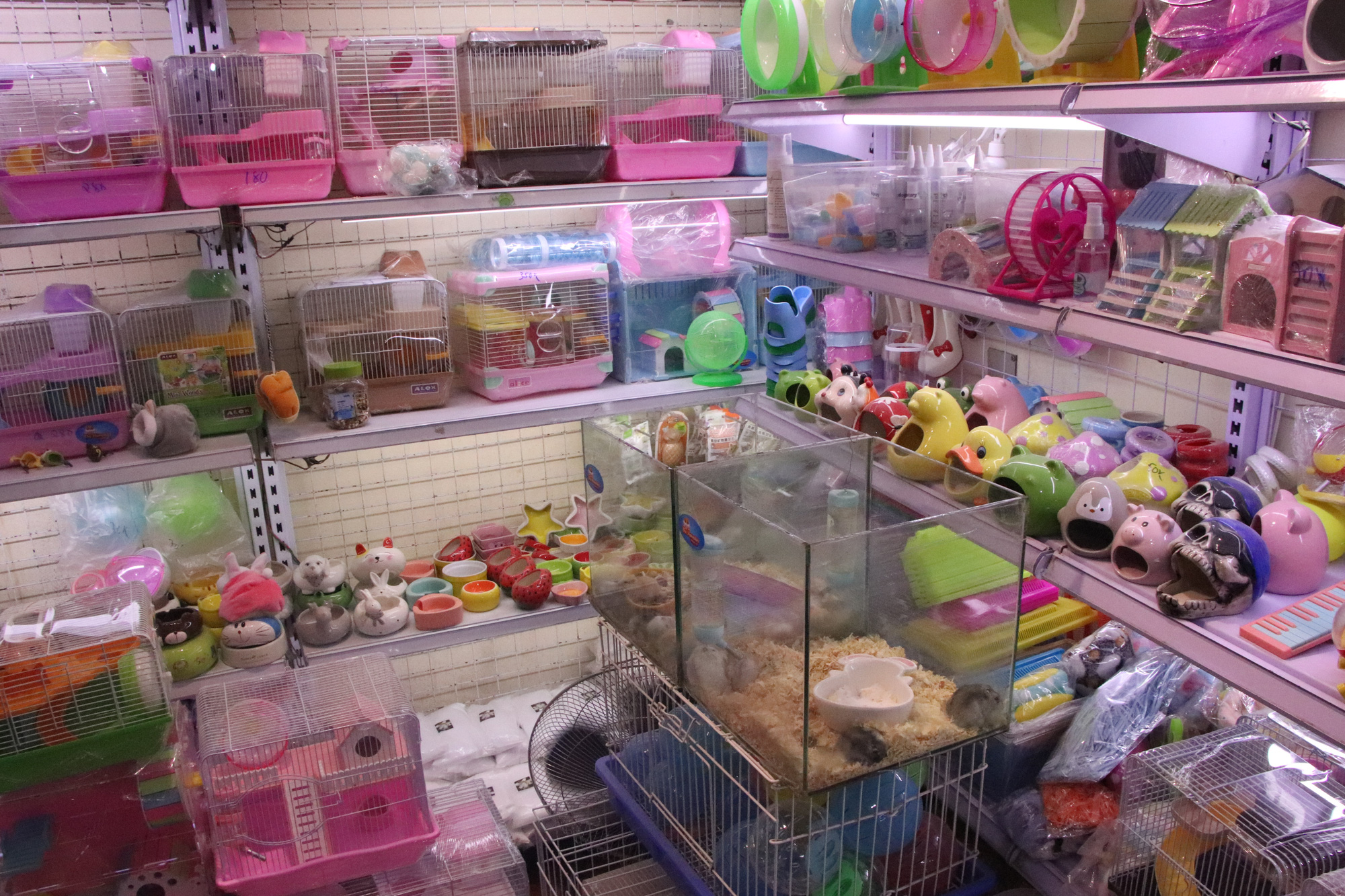 Vì sao Chuột Hamster siêu đắt nhiều người vẫn rinh về chơi Tết Canh Tý? - Ảnh 3. Vì sao Chuột Hamster siêu đắt nhiều người vẫn rinh về chơi Tết Canh Tý? - Ảnh 3.