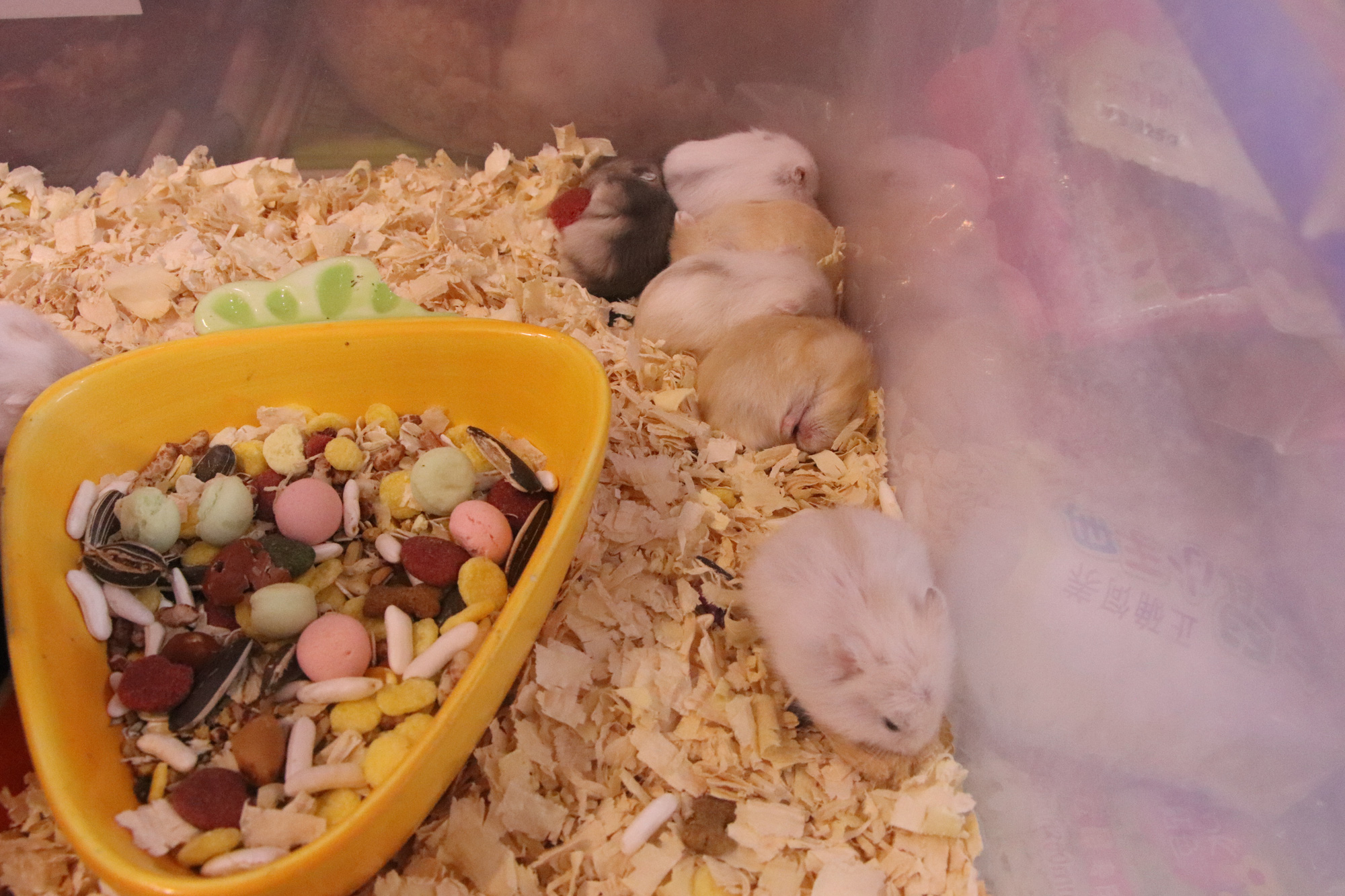 Vì sao Chuột Hamster siêu đắt nhiều người vẫn rinh về chơi Tết Canh Tý? - Ảnh 5. Vì sao Chuột Hamster siêu đắt nhiều người vẫn rinh về chơi Tết Canh Tý? - Ảnh 5.