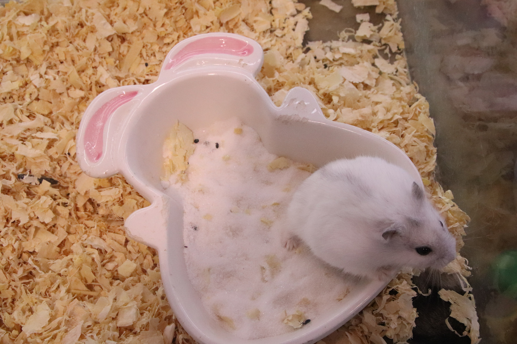 Vì sao Chuột Hamster siêu đắt nhiều người vẫn rinh về chơi Tết Canh Tý? - Ảnh 7. Vì sao Chuột Hamster siêu đắt nhiều người vẫn rinh về chơi Tết Canh Tý? - Ảnh 7.