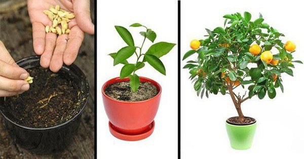 5 loại cây ăn quả trồng từ hạt siêu dễ, ai cũng nên trồng 1 cây trong nhà - Ảnh 2.