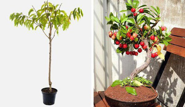 5 loại cây ăn quả trồng từ hạt siêu dễ, ai cũng nên trồng 1 cây trong nhà - Ảnh 6.