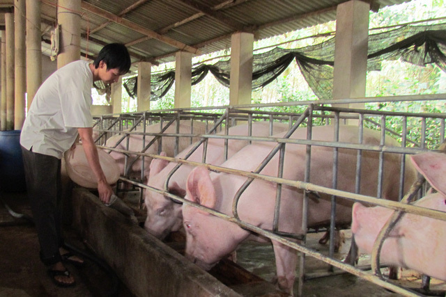 Thịt lợn giảm giá mạnh, mấy triệu hộ dân lại lo lắng - Ảnh 2.