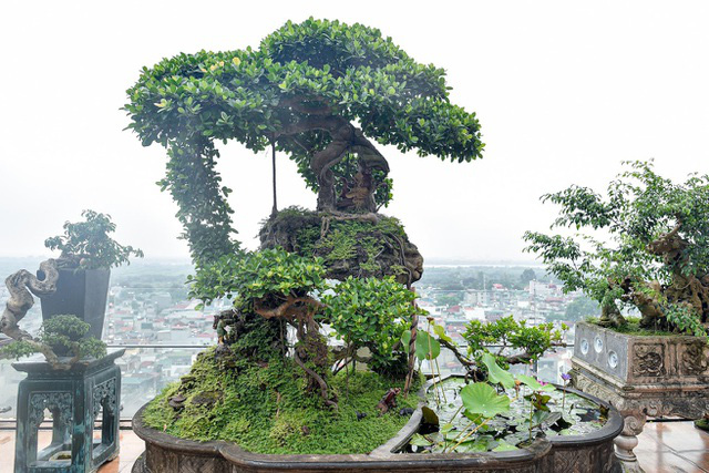 Lộ diện cây si Thạch Sanh có giá hàng tỷ đồng khiến đại gia mê mẩn - Ảnh 1.