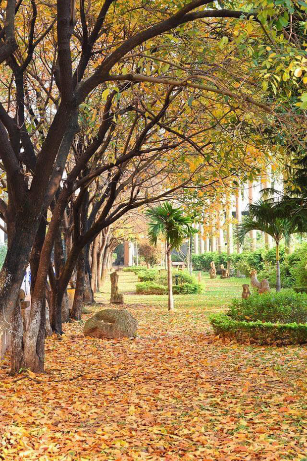 Ngôi trường Đại học đẹp nhất mùa đông Hà Nội: Background sống ảo lung linh như bối cảnh phim Hàn Quốc - Ảnh 5.