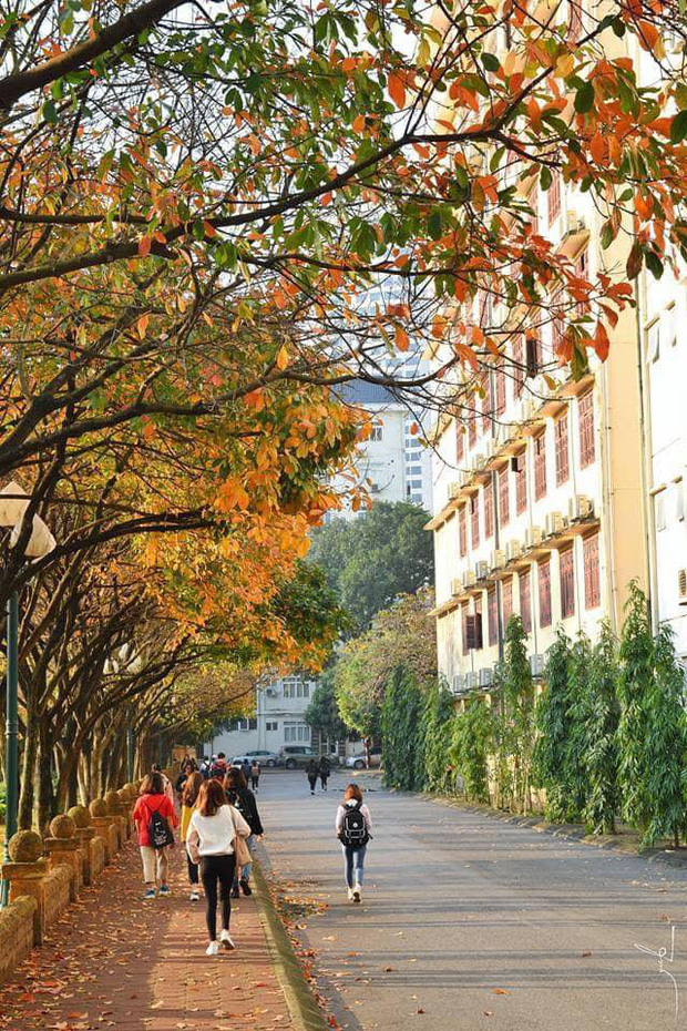 Ngôi trường Đại học đẹp nhất mùa đông Hà Nội: Background sống ảo lung linh như bối cảnh phim Hàn Quốc - Ảnh 8.