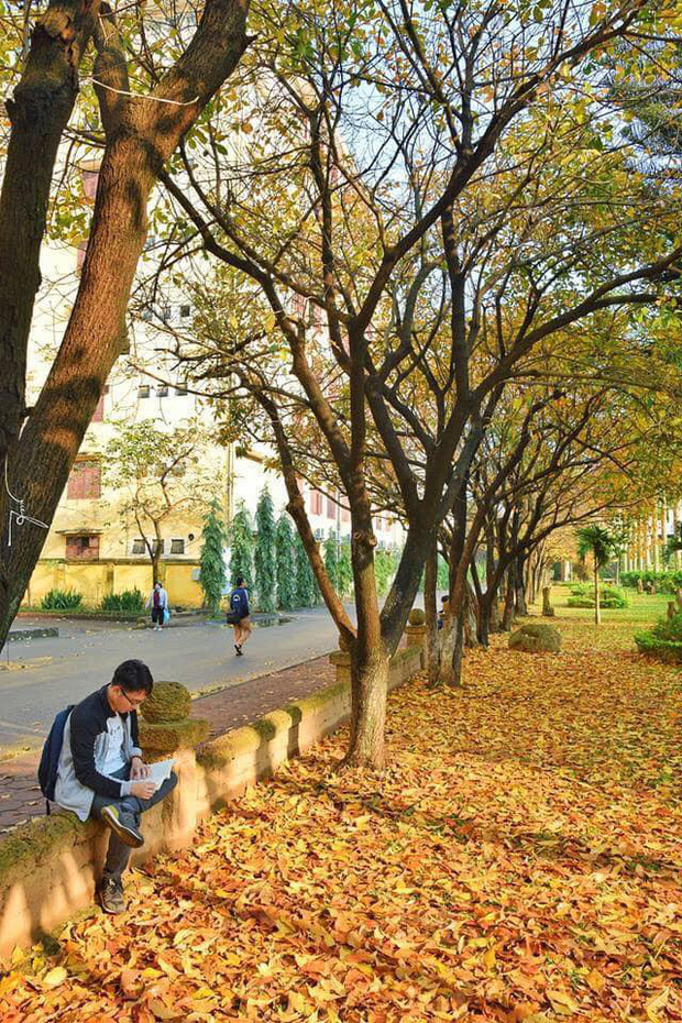 Ngôi trường Đại học đẹp nhất mùa đông Hà Nội: Background sống ảo lung linh như bối cảnh phim Hàn Quốc - Ảnh 9.