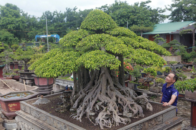 Ngắm cây sanh tiền tỷ mà chủ nhân đã bán nhà, gán ô tô mới rước được về - Ảnh 4.